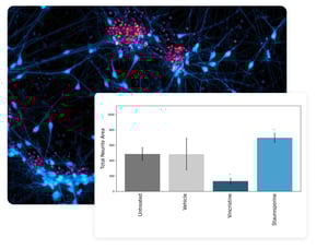 neurite-network-dynamics-data
