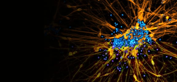 r2g-neurite-network-dynamics-banner