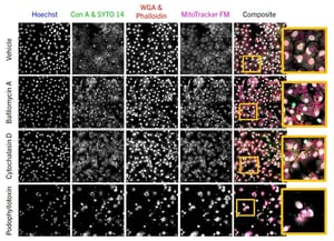 hepatocytes-rep-images-cropped