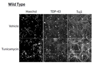 wild-type-rep-images