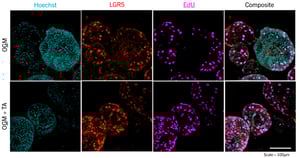 gut-organoid-rep-images