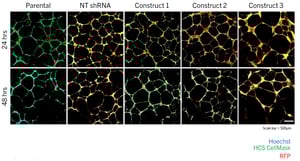 HMEC-tube-formation-rep-images