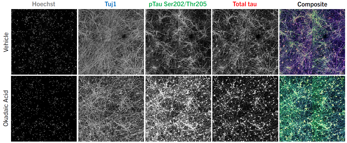 Palette-1-MAPT-WT