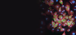 adipogenesis-banner