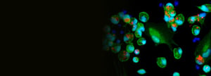 bespoke-services-banner-microglia-phagocytosis-v2