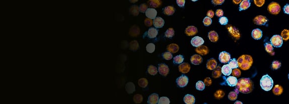 bespoke-services-banner-microglia-phagocytosis