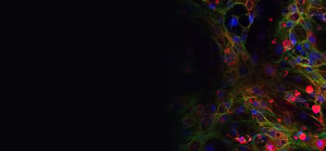 cell-painting-cardiomyocytes-banner