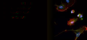 microglia-capabiltiies-banner