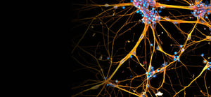 neurobiology-research-area-banner