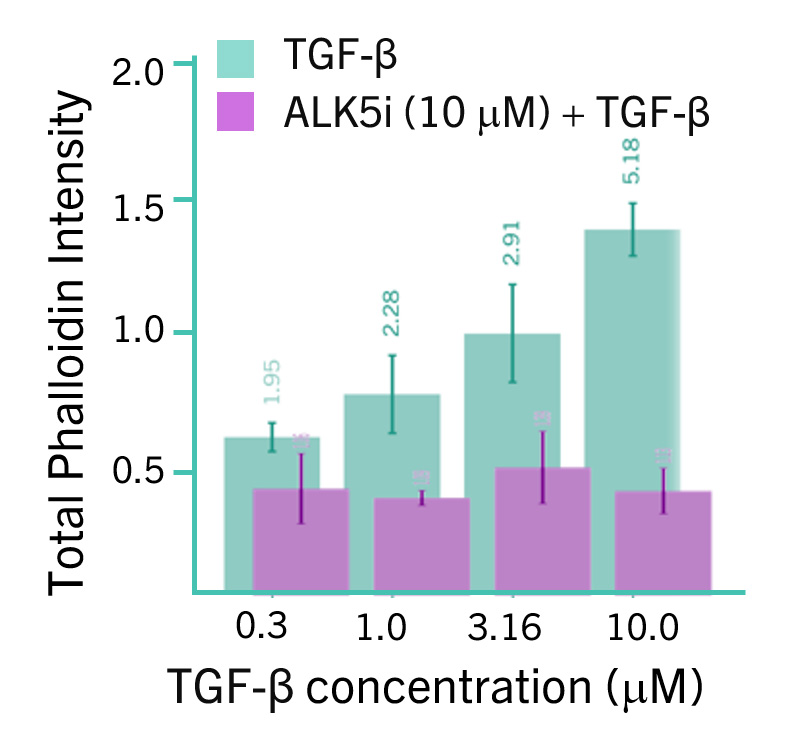 Quantification of SMA fiber formation following treatment with TGF using phalloidin intensity