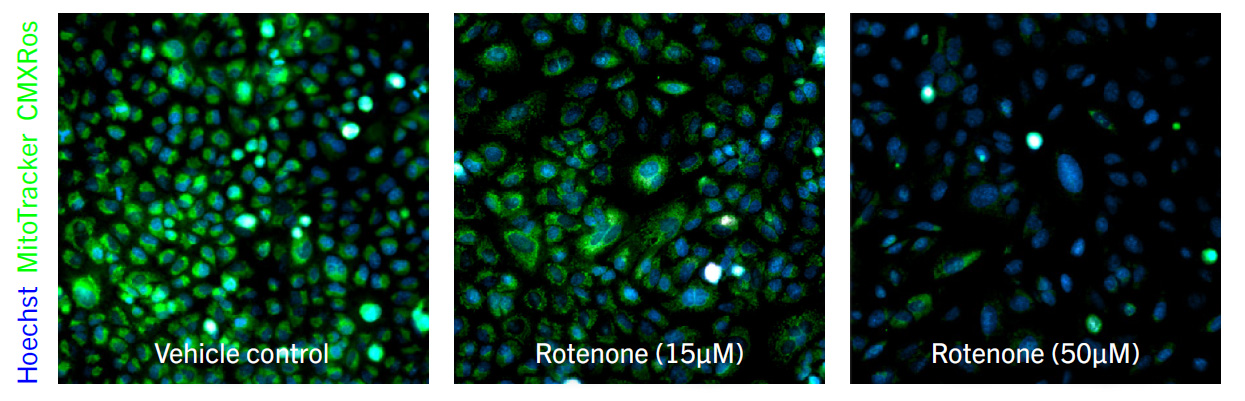 Representative images of A549 cells following treatment with drug compound that illustrate a dose-dependent change in mitochondrial fluorescence.